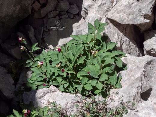 Paeonia mascula