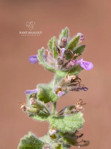 Teucrium scordium subsp. scordioides