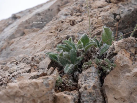 Hieracium schmidtii subsp. libanoticum