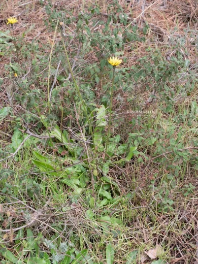 Leontodon tuberosus