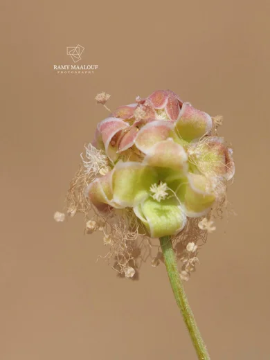 Sanguisorba minor subsp. lasiocarpa
