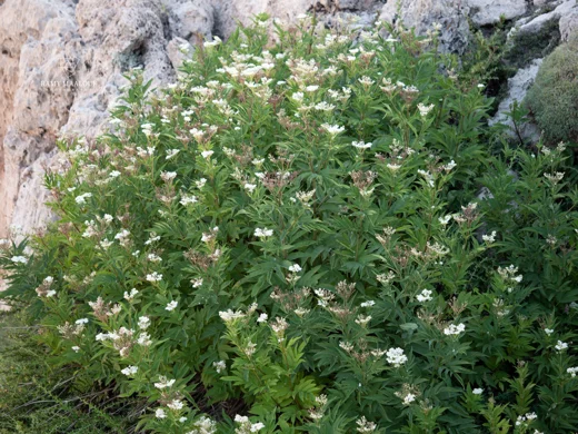 Sambucus ebulus