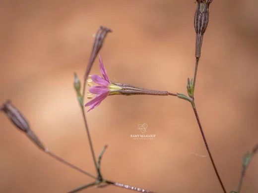 Silene microsperma subsp. microsperma