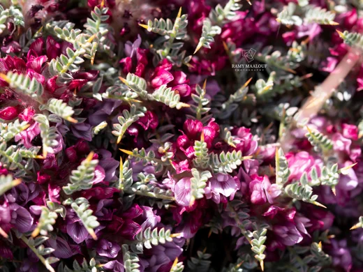 Astragalus cruentiflorus