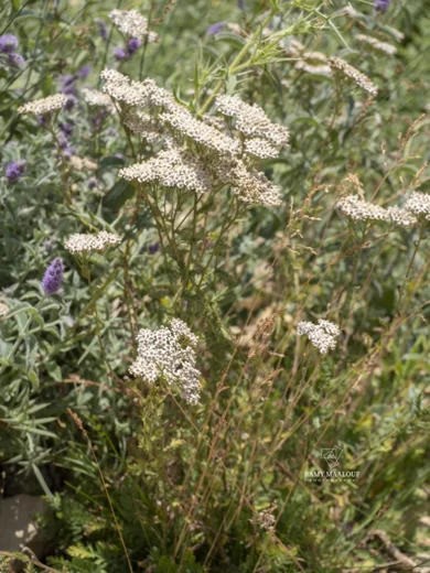 Achillea distans subsp. tanacetifolia
