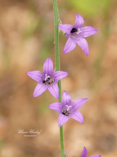Campanula rapunculus subsp. lambertiana