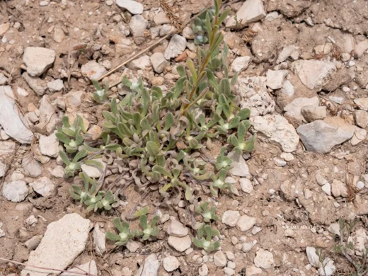 Helichrysum plicatum subsp. plicatum