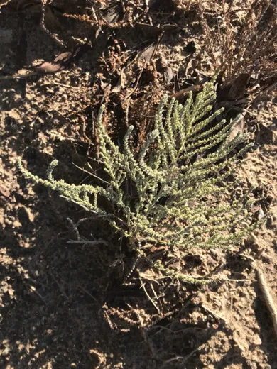 نسب المصنف - غير تجاري 4.0 دولي (CC BY-NC 4.0)- i naturalist.