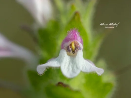 Bellardia trixago