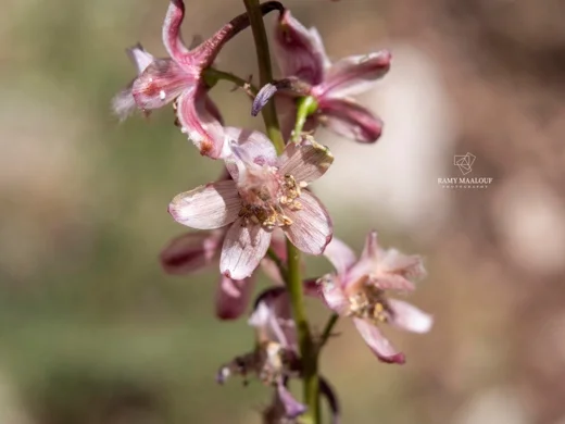 Delphinium fissum subsp. ithaburense