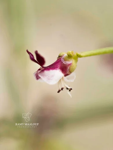Scrophularia libanotica var. australis