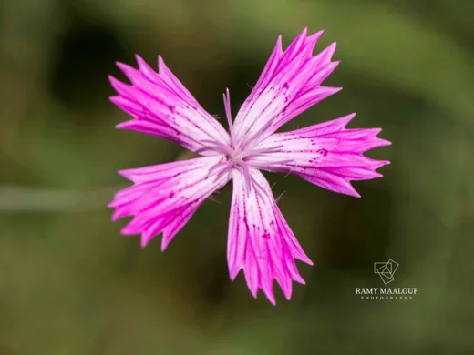 Dianthus strictus subsp. multipunctatus