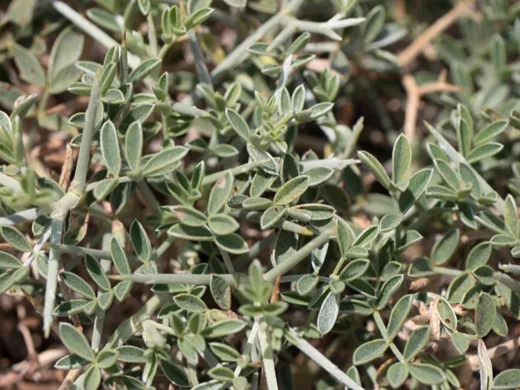 عنبريس أقرن