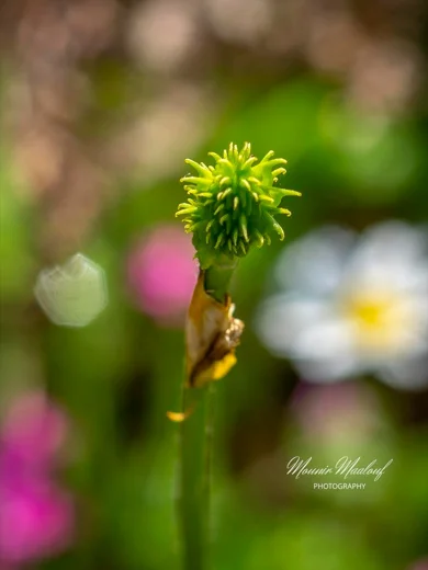Ranunculus paludosus