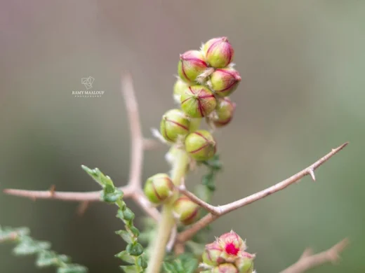 البلّان