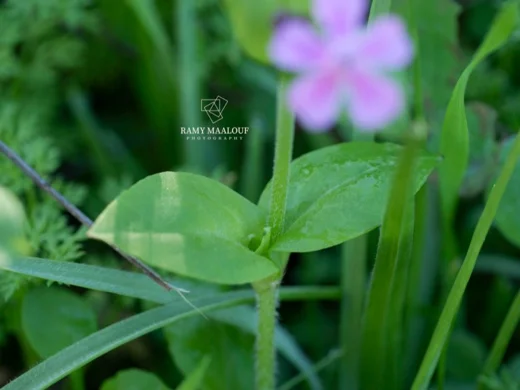 Silene aegyptiaca