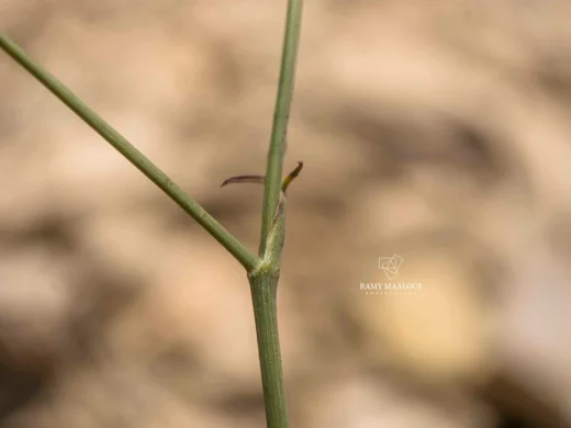 Pimpinella tragium