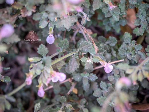 Teucrium divaricatum subsp. divaricatum