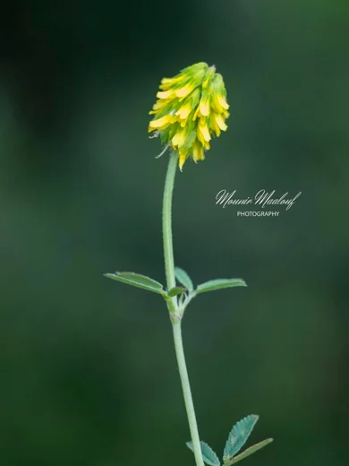 Trigonella spicata