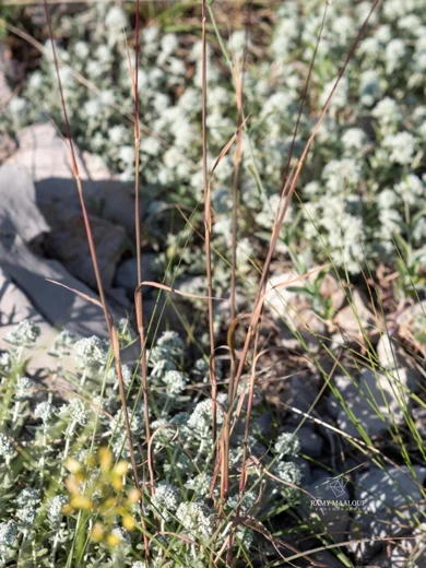 Phleum montanum