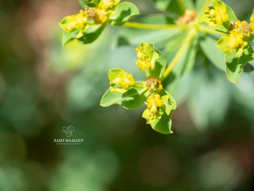 Euphorbia hierosolymitana var. hierosolymitana