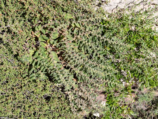 Alkanna prasinophylla