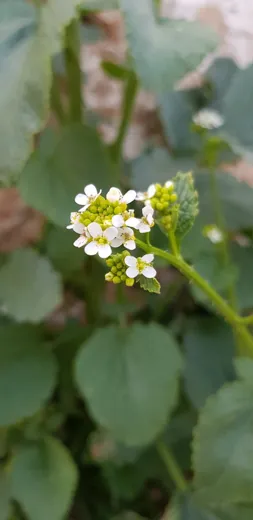 كَرَنب إسباني