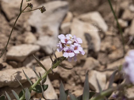 مشعلية قلبية