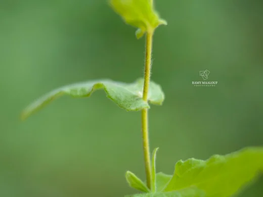 رعراع أيوب