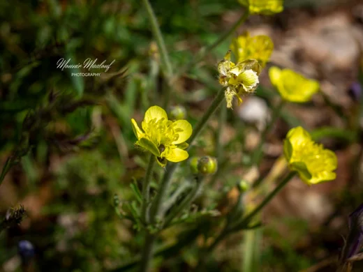 Ranunculus millefolius subsp. hierosolymitanus