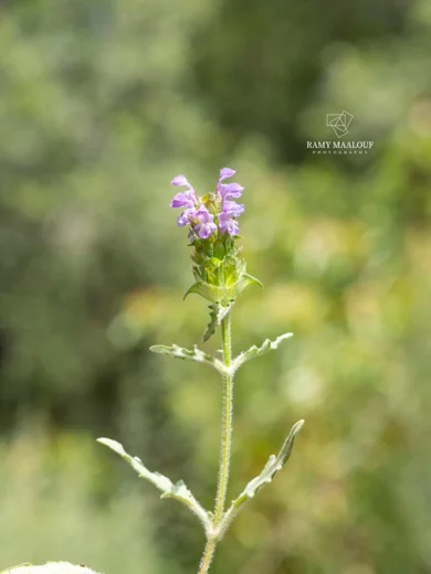 Prunella orientalis