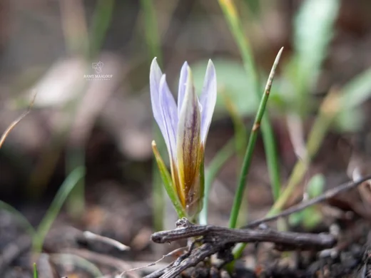 Romulea ramiflora