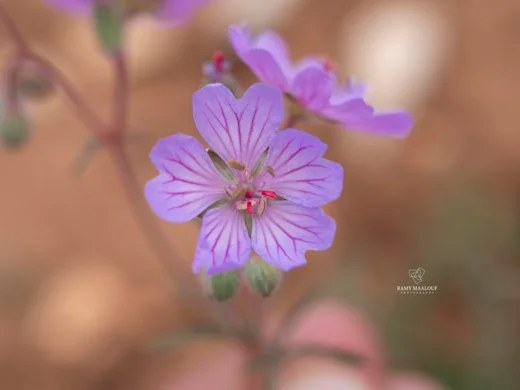 غرنوقي لبناني