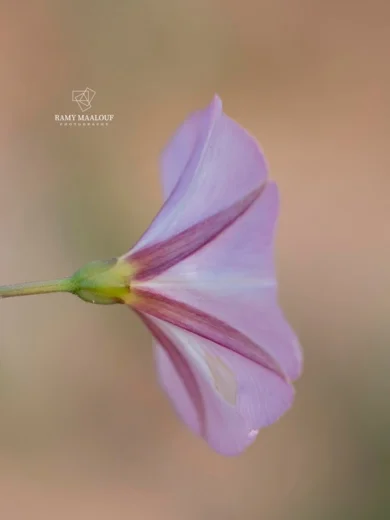 عليق