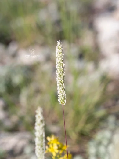 Phleum montanum