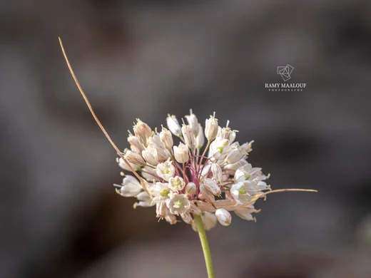 Allium pallens