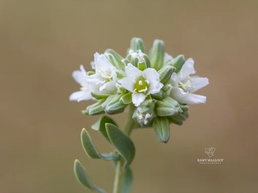 Telephium imperati subsp. orientale