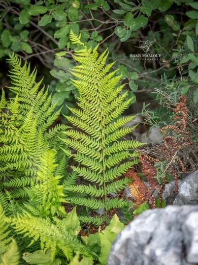 Dryopteris pallida