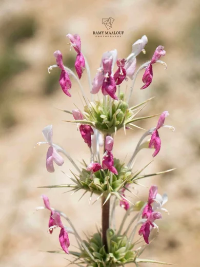 Morina persica