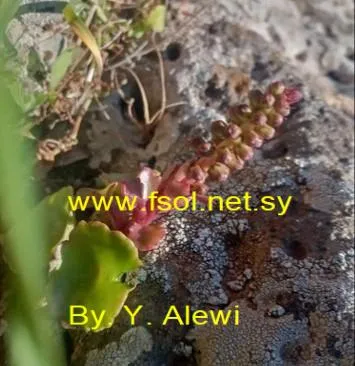 سرة أفقية