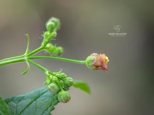Scrophularia macrophylla