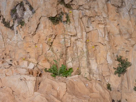Sisymbrium sp. (Harissa - Tannourine)