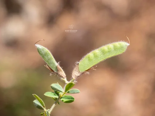Chamaecytisus drepanolobus