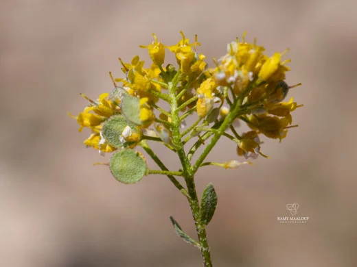 Odontarrhena muralis