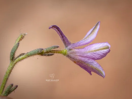 Delphinium coelesyriacum