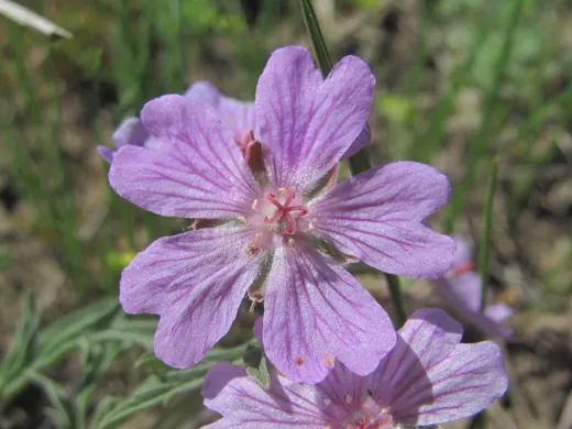 نسب المصنف - غير تجاري 4.0 دولي (CC BY-NC 4.0)- i naturalist.