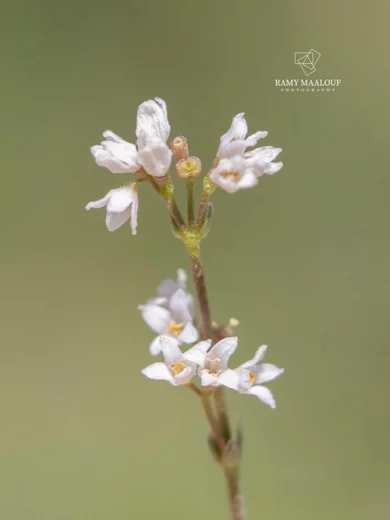 Galium incanum