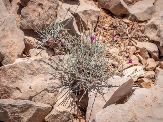 Jurinea staehelinae