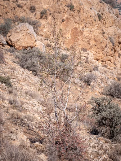 Acer monspessulanum subsp. microphyllum