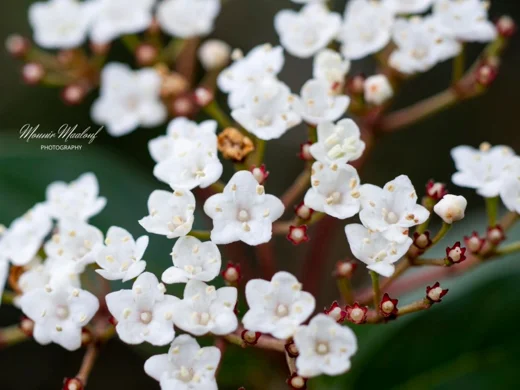 Viburnum tinus